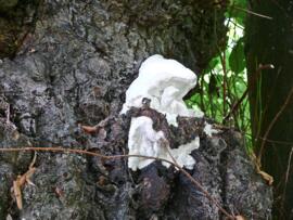 Hard, white fungus on the lime trees outside N side of St Mary's September 11th 2010