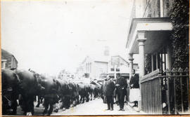 Horses lined up outside Thompson's grocery shop