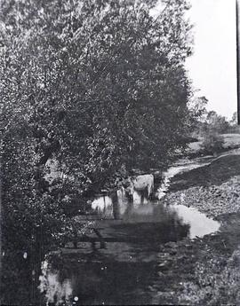 Ayrshire cow in a stream behind The Grange