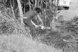 Hedge laying at 1979 FFF&B ploughing match