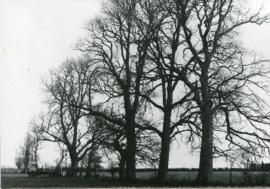 Felling the dead elm trees behind Glebelands mid 1970s