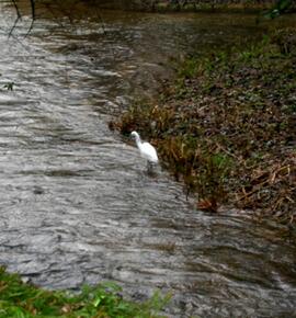 First sighting of an Egret in Bampton 2nd Jan 2004.