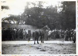 Horse Fair, Church Green