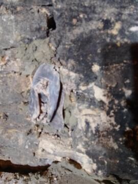 Childs Shoes found in Dunlaoghaire, Primrose lane