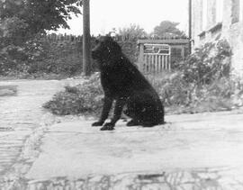 Labrador from gamekeeper in Workhouse yard, given to Joe Stevens, Weald