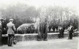 Elephants being brought off Mill Green