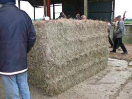 Sale of the Burrington Herd at Glebe Farm April 14th 2011