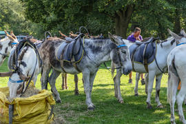 2a. Donkeys in the shade with access to hay and water