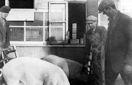 L-R Jack Townsend, Bert Whitlock and Albert 'Bert' Harry Wiltshire feeding pigs at Castle View farm