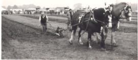 1983 FFF&B Ploughing Match held at Weald Farm